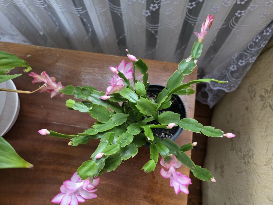 Різдвяник біло-рожевий