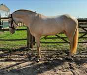 Lusitano 3 anos 1.64