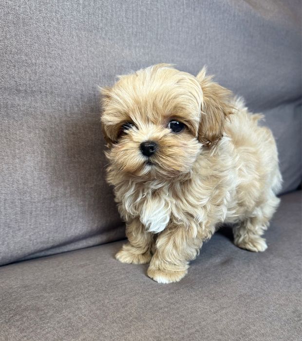 ‼️Мини микро мальчик мальчипу ф1‼️‼️міні мікро хлопчик мальтіпу f1