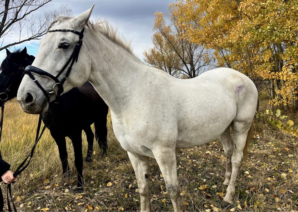 Продам Лошадь Кобыла