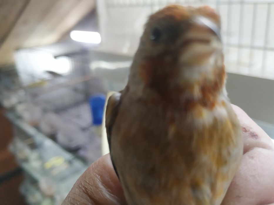 Mestiços pinta canaria