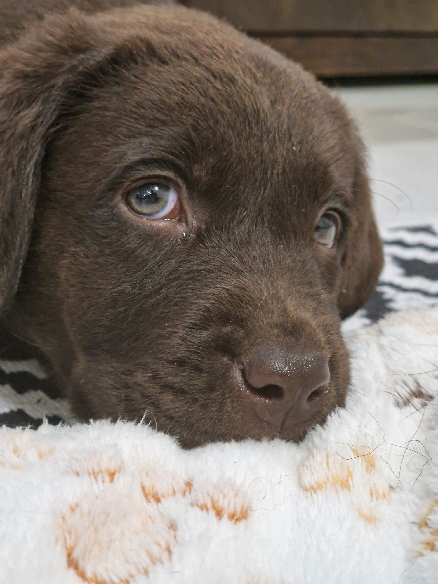 Labrador retriever szczeniak zkwp śląskie