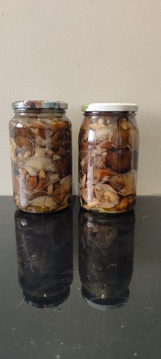 Grzyby marynowane opieńki