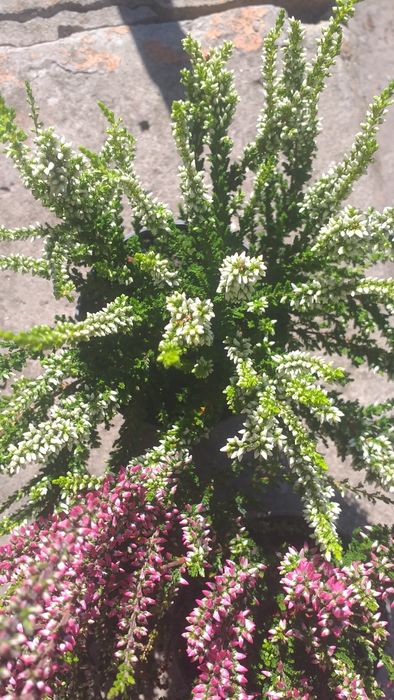 Вереск цветущий вечнозелёный.