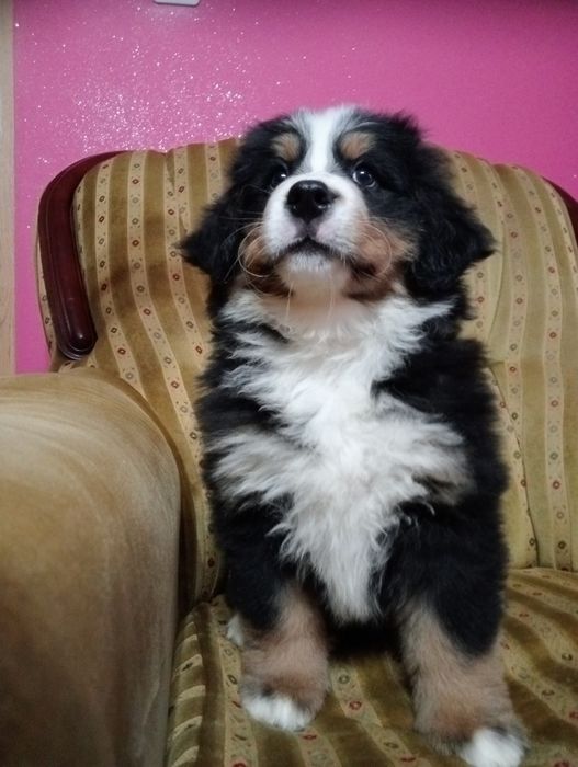 Berneński pies pasterski