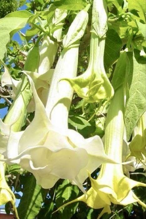 Рождественник. Бругмансия. Клематис.