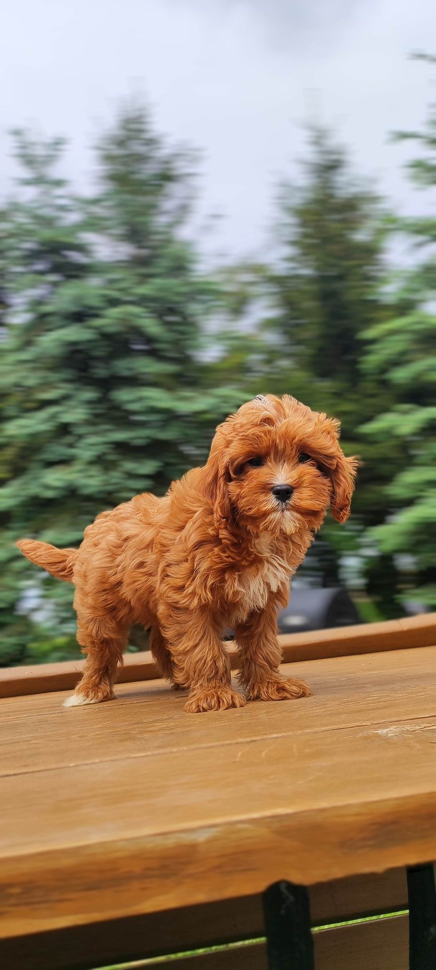 Rodowodowe Urocze Szczenięta Cavapoo  • GOTOWE DO ODBIORU •