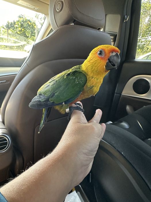 Aratinga Jandaya criada á mão