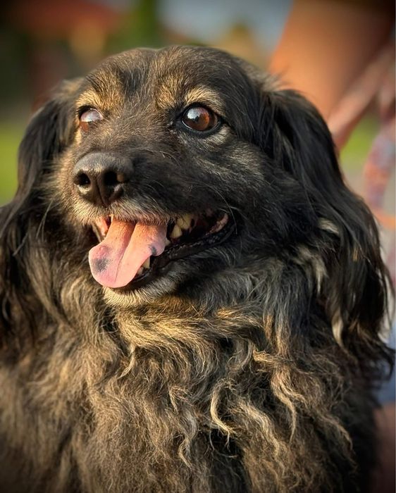 Kudłaty Kapri szuka domu