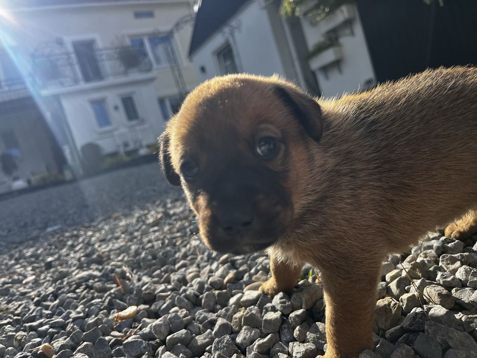 Piesek do oddania za darmo