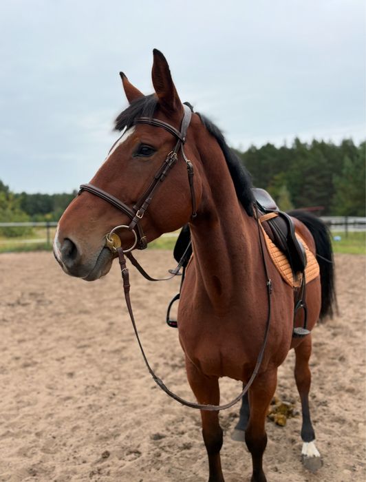 Oldenbusra klacz z bardzo dobrym rodowodem