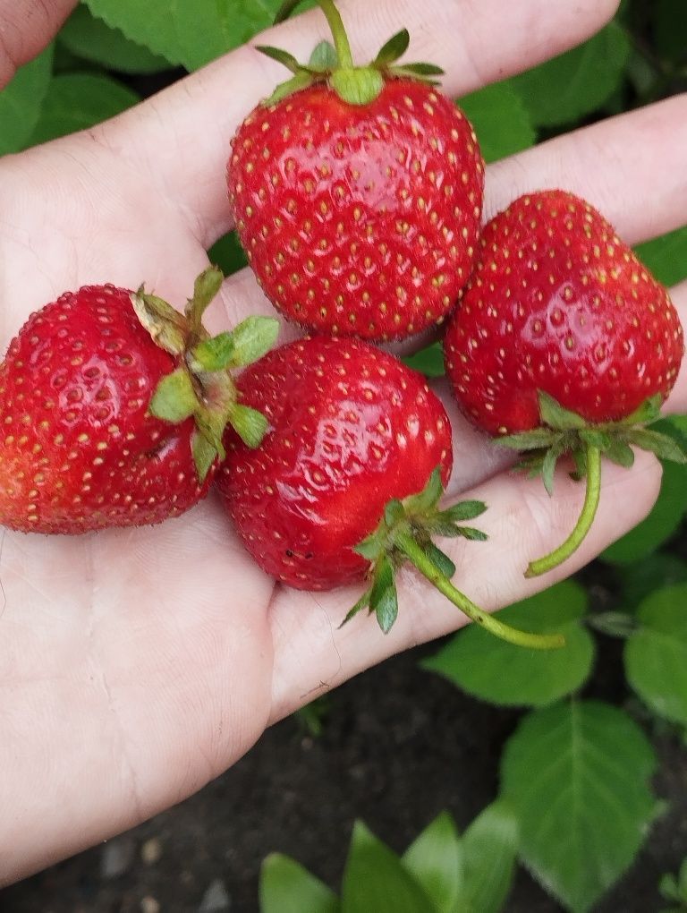 Продам саджанці клубники