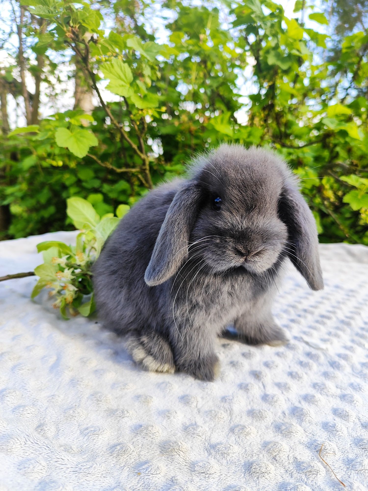 Mini lop rasowy metryka legalna hodowla królik miniaturka baranek