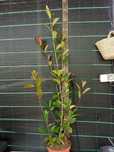 Photinias 50cm varios tamanhos