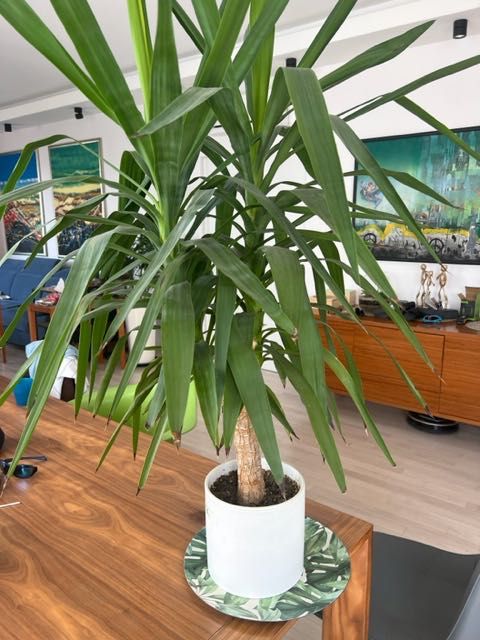 JUKA - roślina doniczkowa 130 cm wys