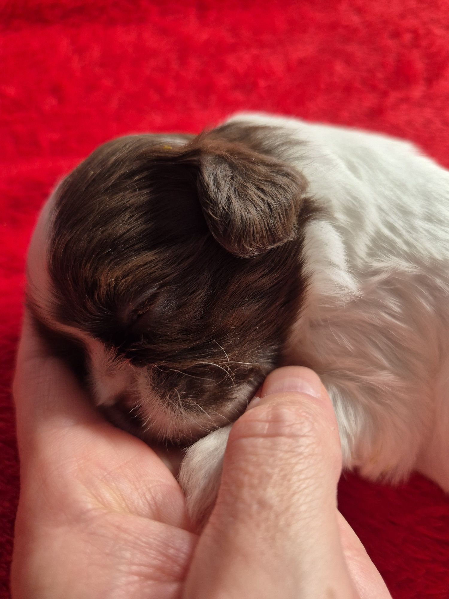 Przepiękna biało czekoladowa sunia Shih-Tzu