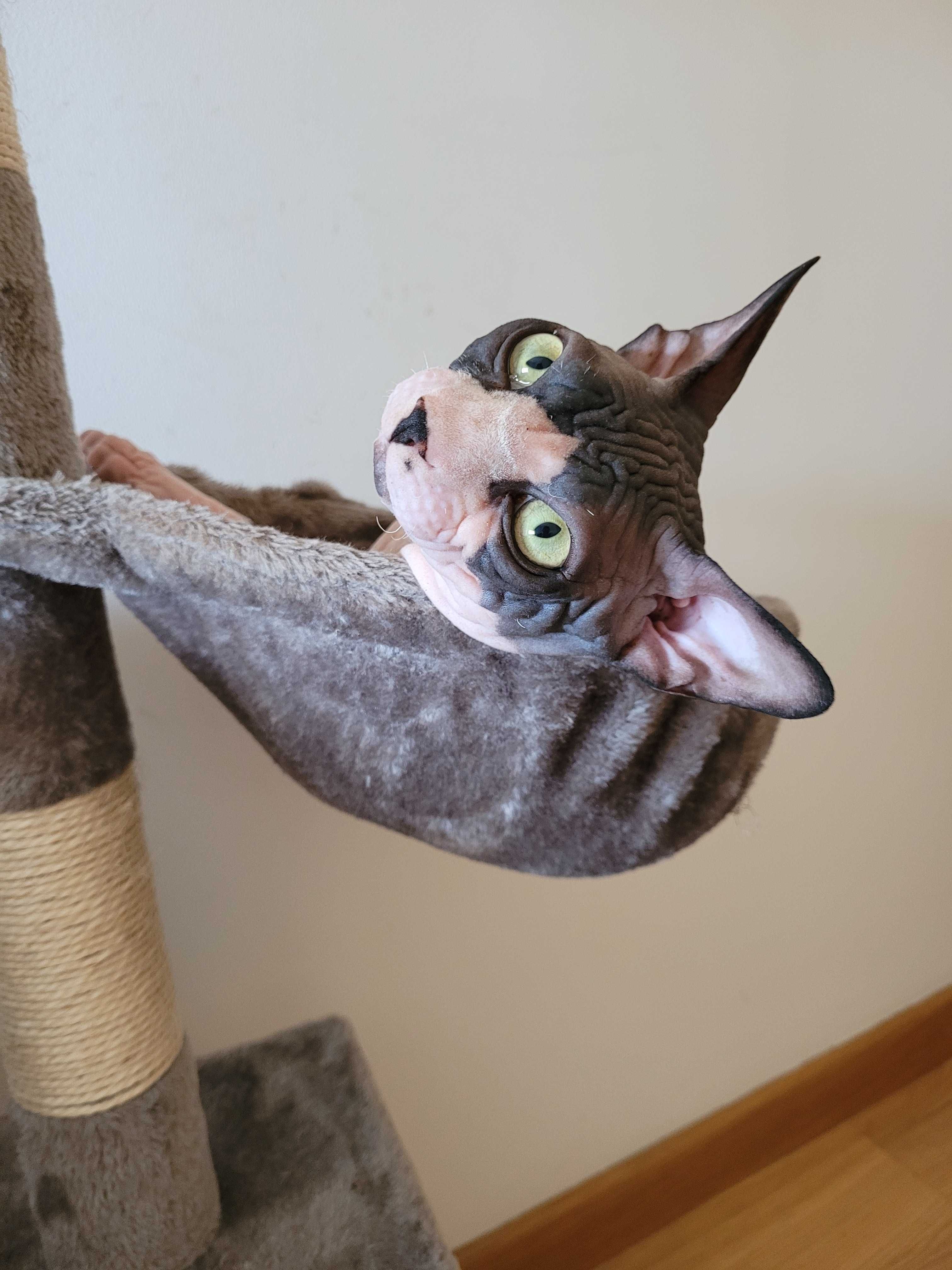 Disponível  Macho sphynx para acasalar