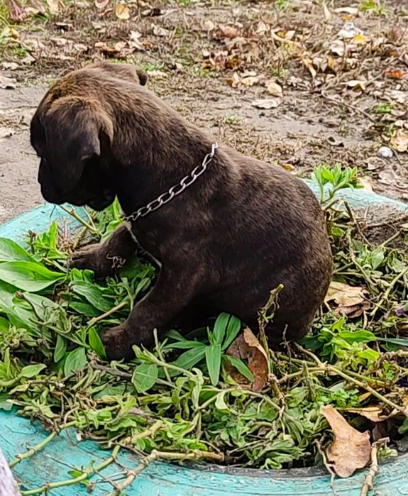 Остался один!!! Французский v/s терьер