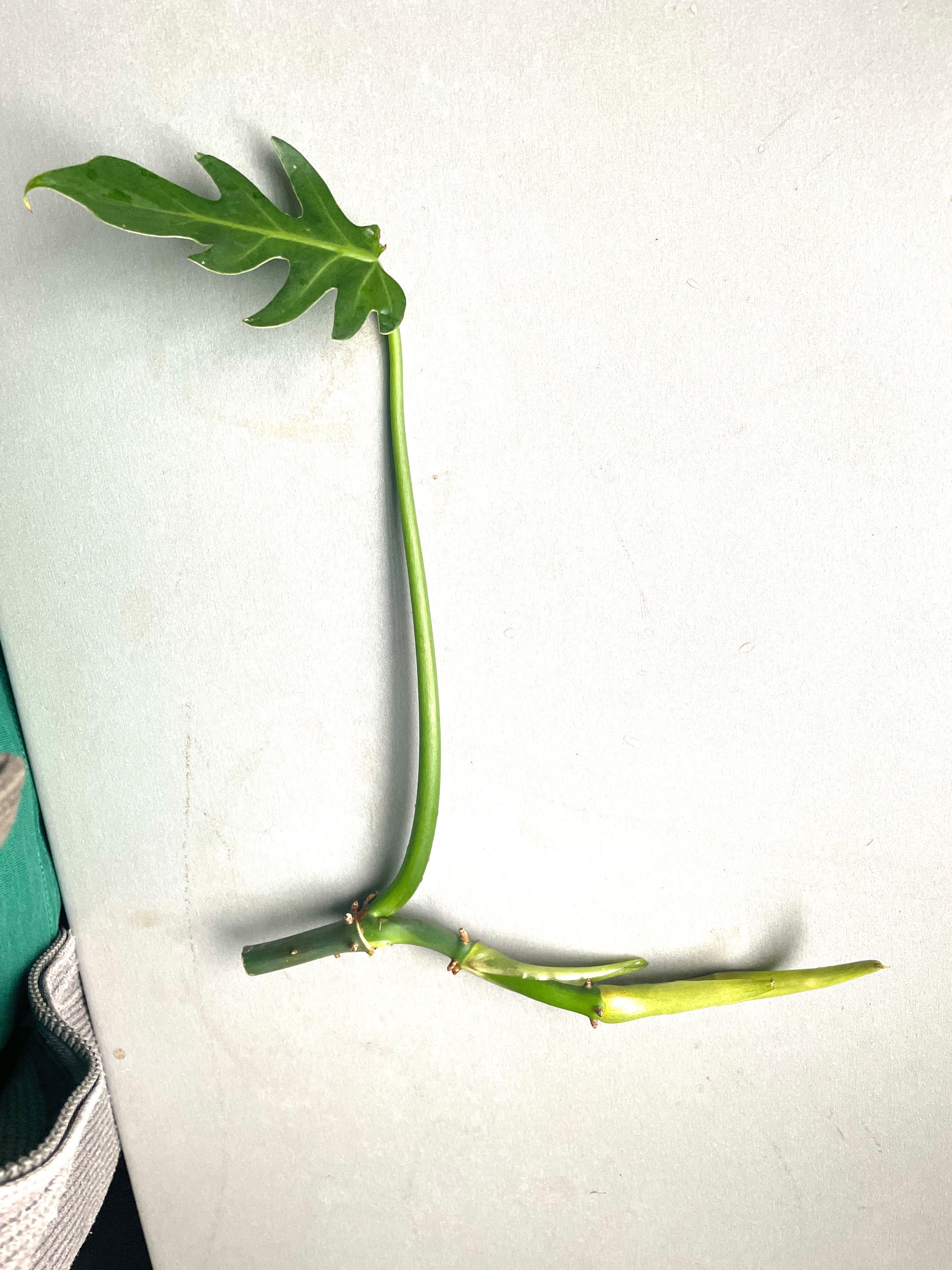 Philodendron radiatum monstera różne rośliny kolekcjonerskie