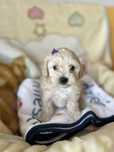 Maltipoo pudel toy maltanczyk suczka