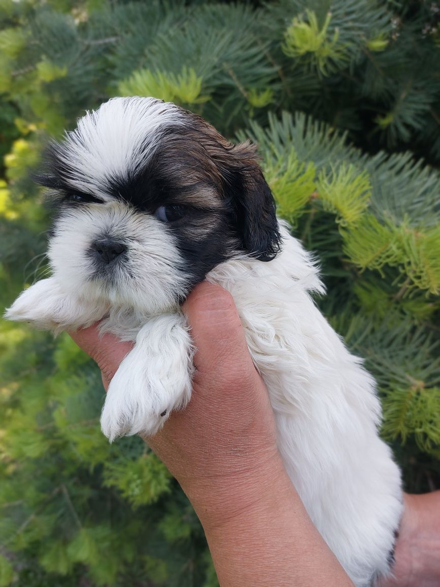 Shih-tzu piękna dziewczynka
