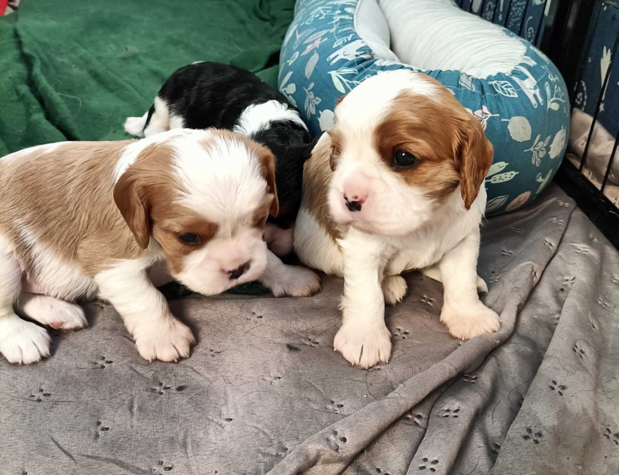 Cavalier King Charles Spaniel - ZKWP FCI