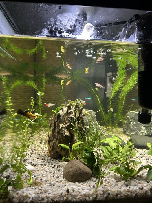 Akwarium z rybami i roślinkami
