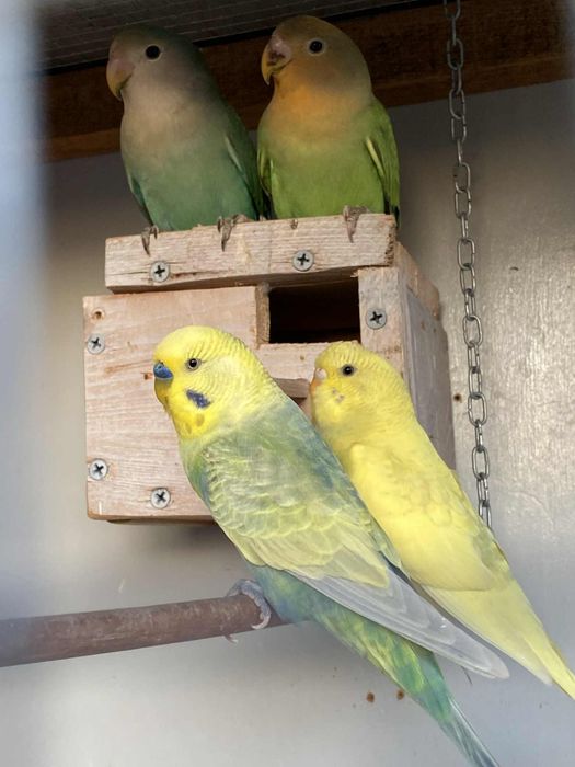 Papugi nierozłączki