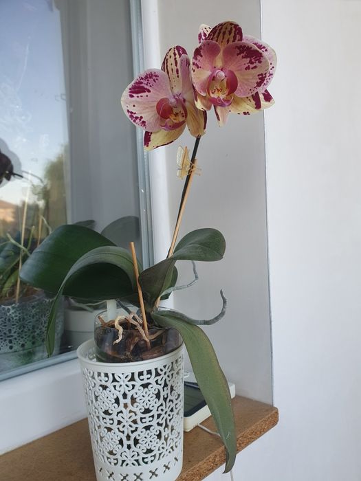 Сотовая цветущая орхидея