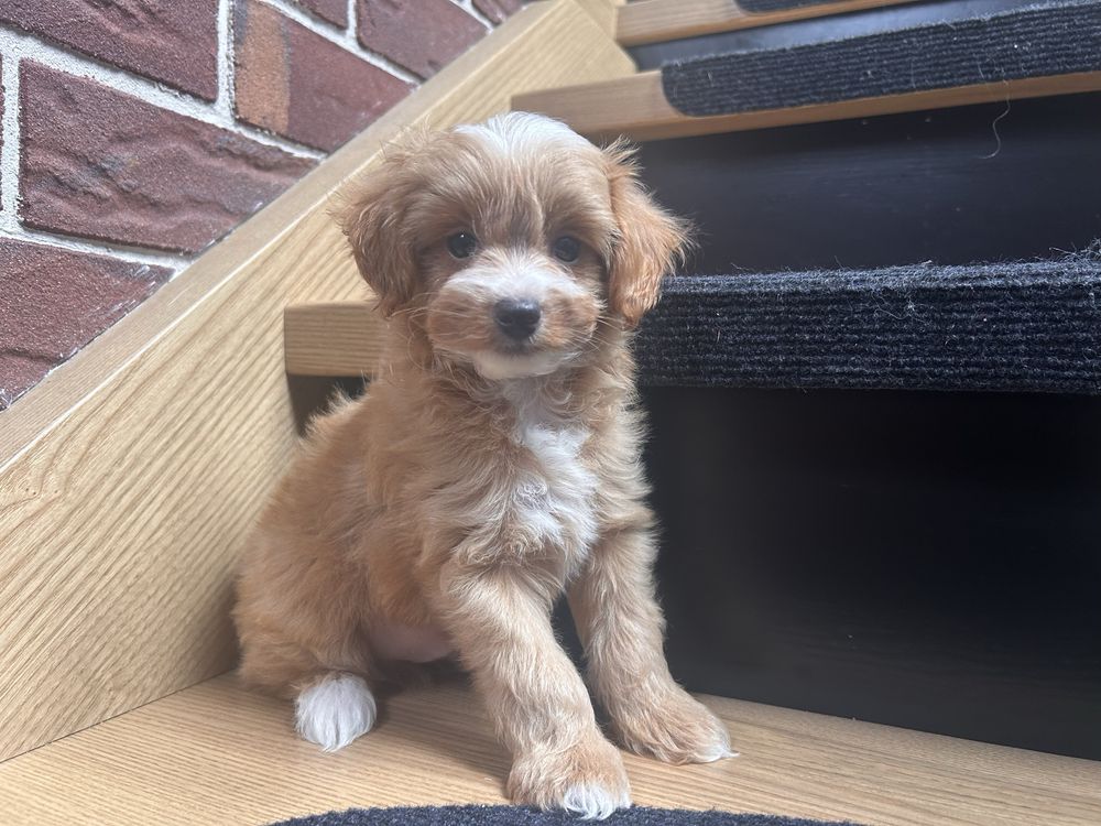 Maltipoo piesek f1