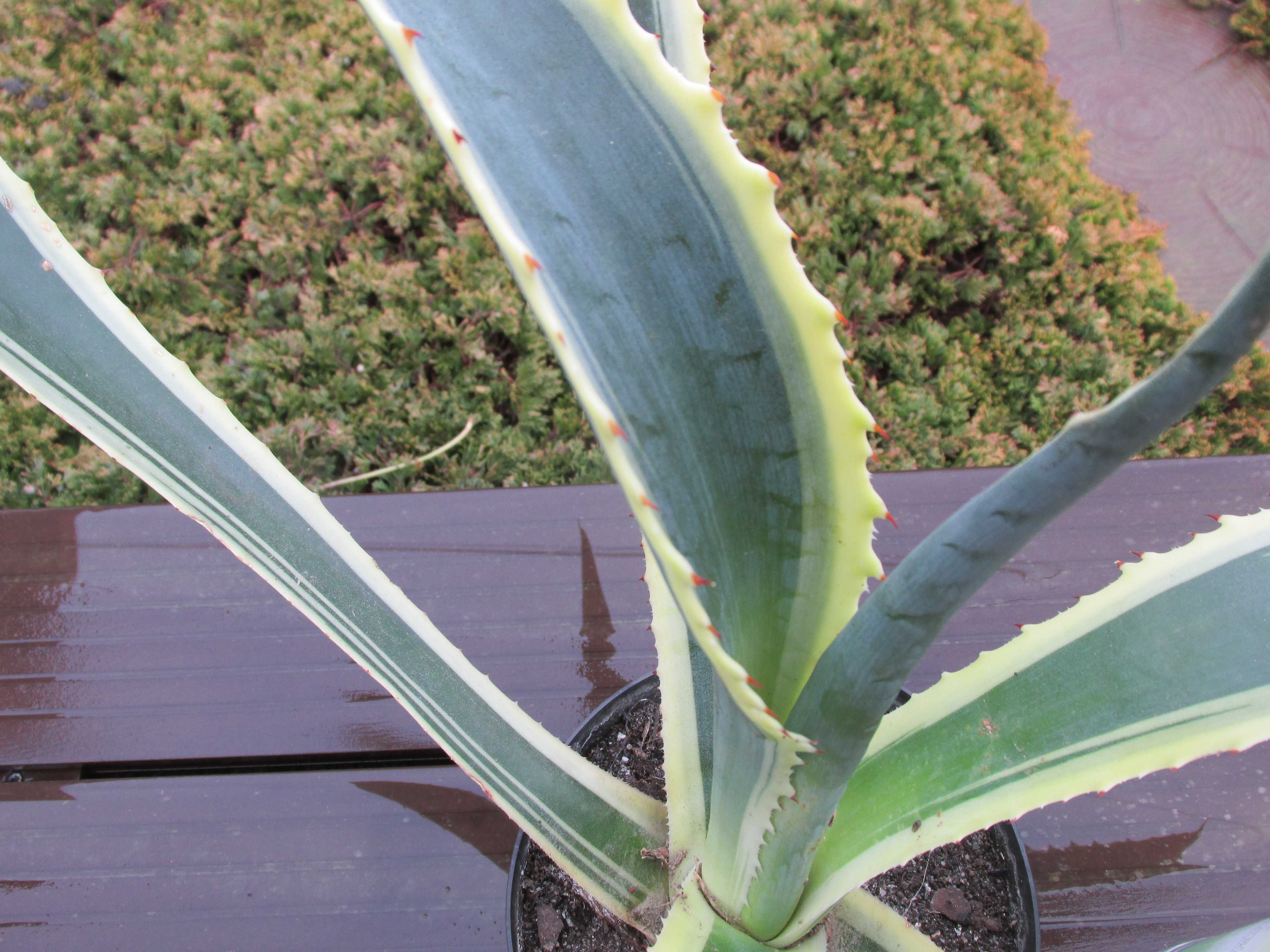 Kilkunastoletnia dwukolorowa agawa - Agave americana variegata