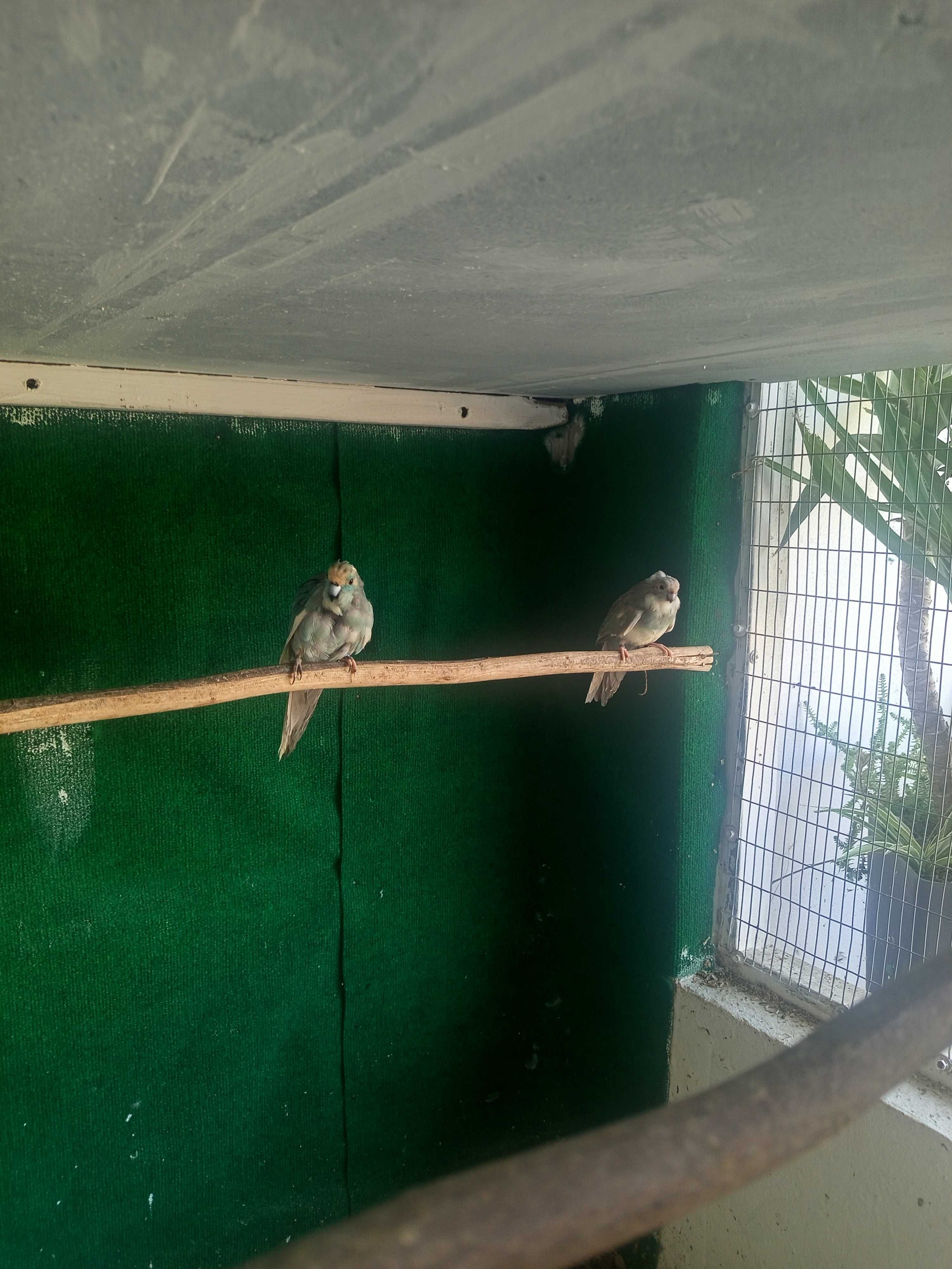 Kakariquis reprodutores