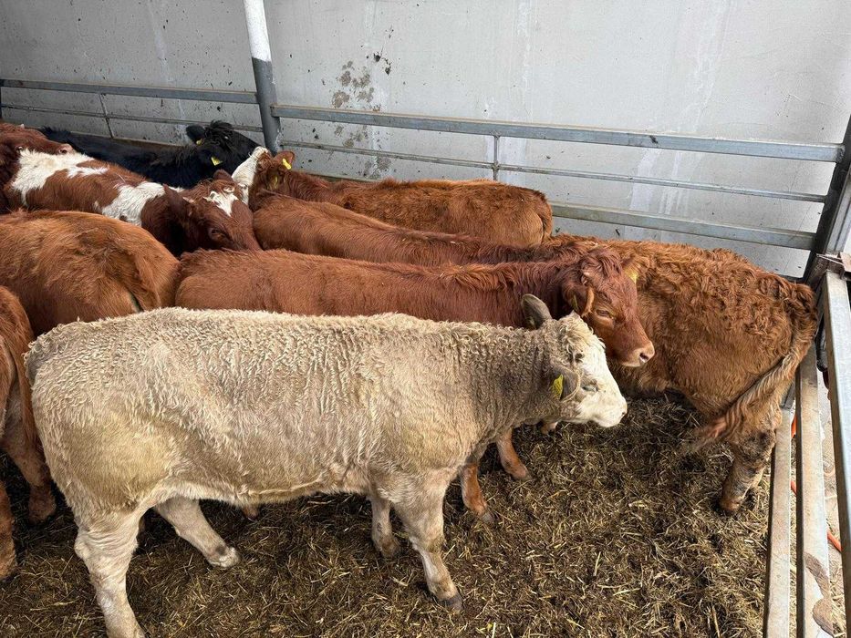 Jałowki limousine i mieszance