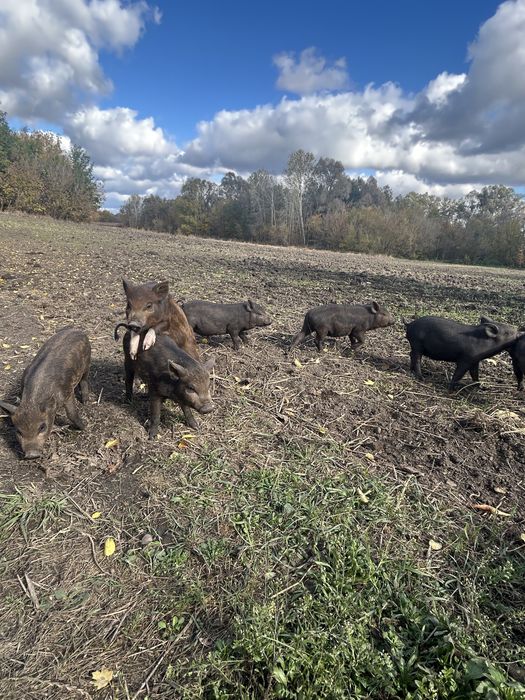 Поросята Вєтнамське+Мангалиця