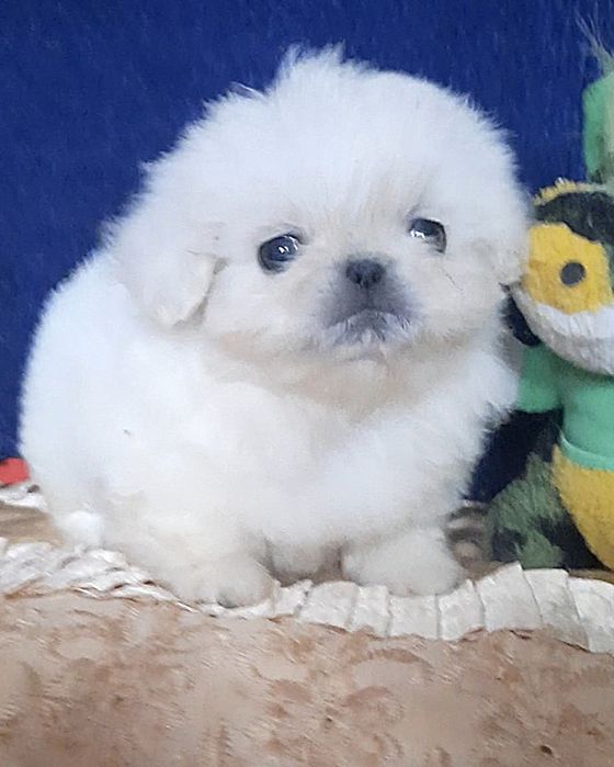 Бiлi  королiвськi.хлопцi