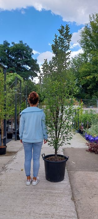 Grab pospolity / Carpinus betulus 'Fastigiata'