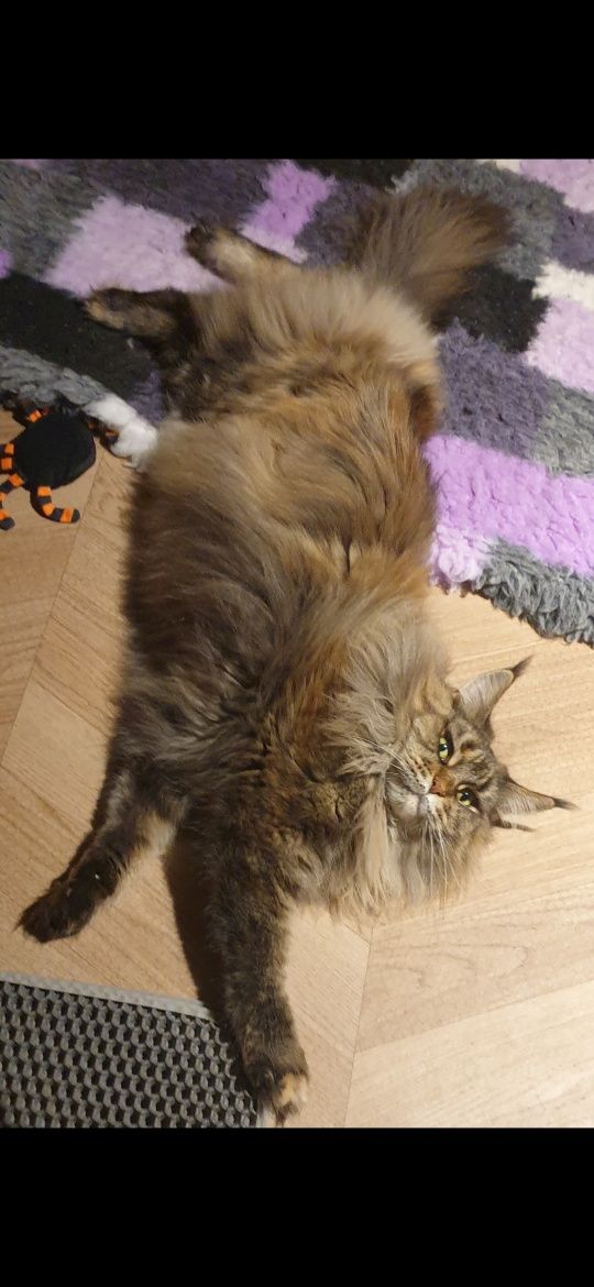 Champion Ami Cats My Love *PL