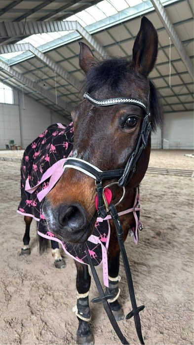 Werbena Miss Namdo - klacz DRP kuc sportowy grupy D 147 cm