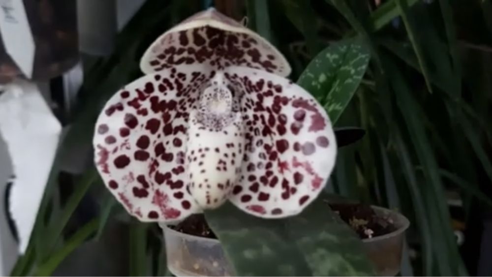 Paphiopedilum bellatulum