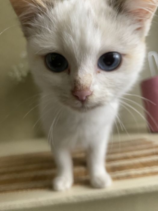 Шукаю домівку маленькій киці