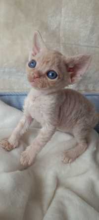 Devon rex kocurek