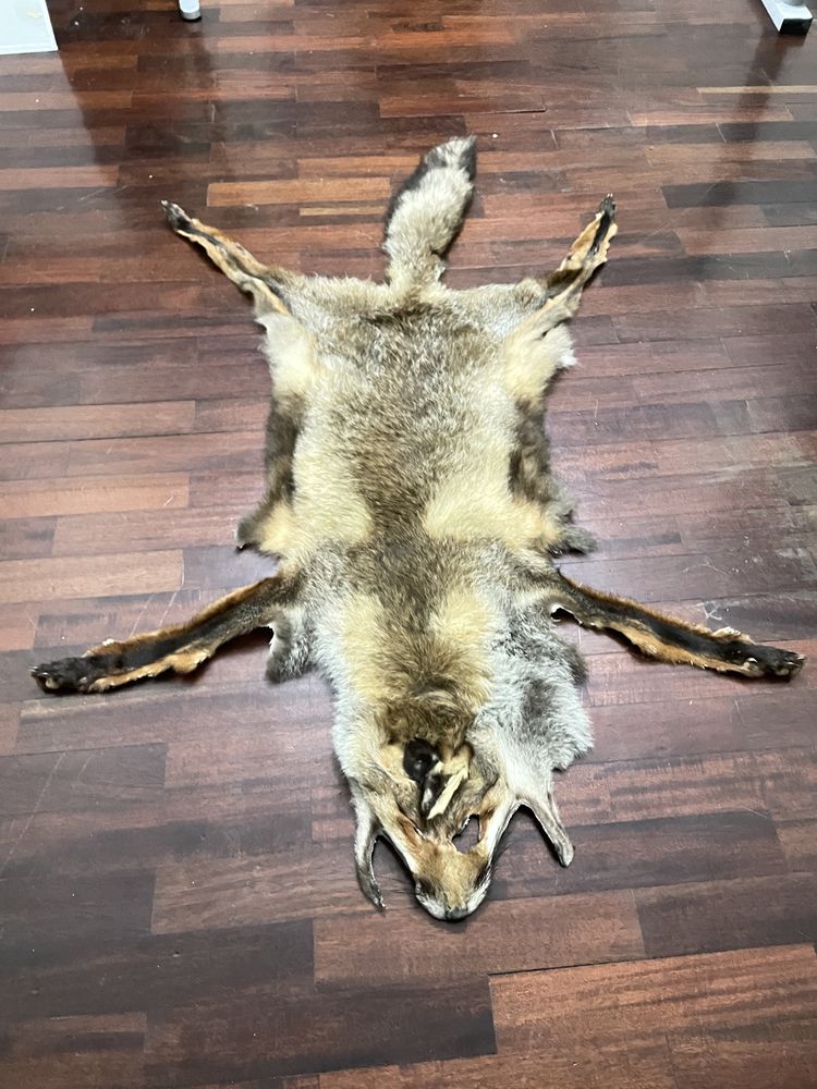 Pele Raposa tratada