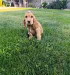 Szczeniak Cocker spaniel - Rudy