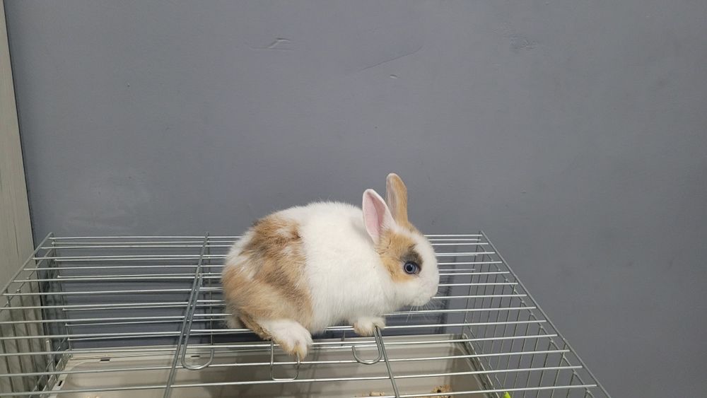 Królik miniaturka do 1 kg
