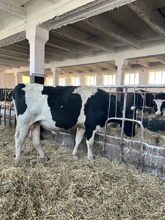Byk rasy hf idelany na rozpłodnika