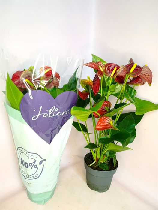 Цисус,верес,цикас,епіпремнум,антуріум,кротони