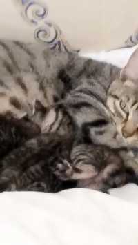 Gatinhos para adopção