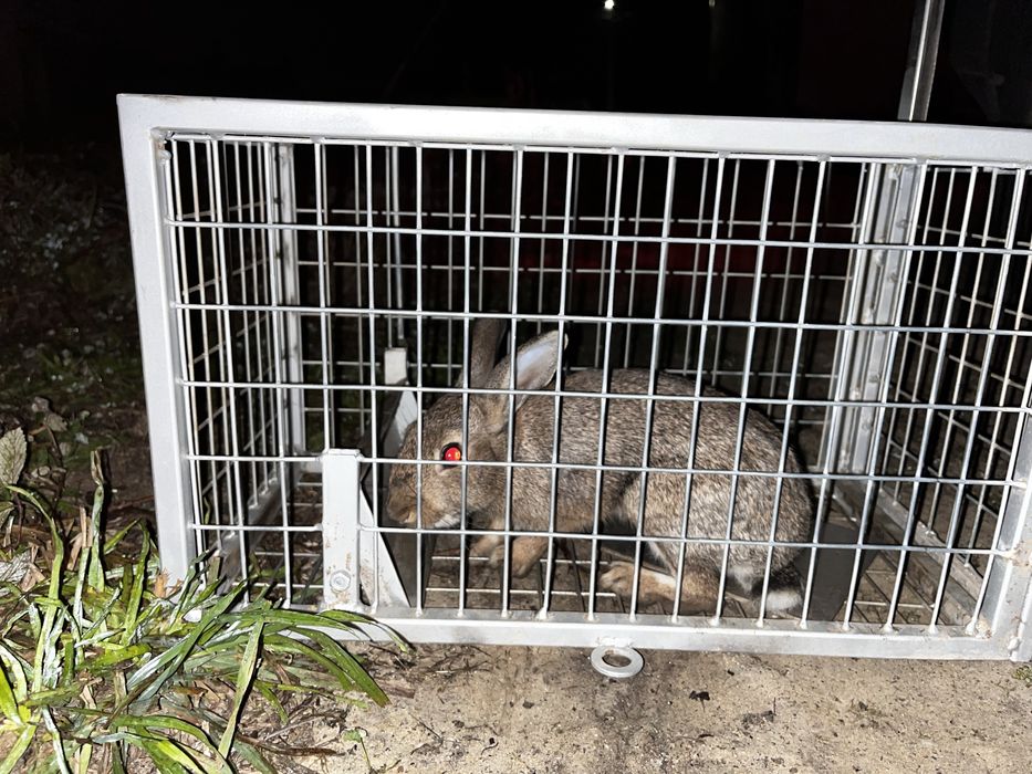 Armadilha para coelhos