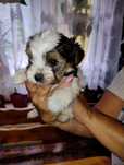 Yorkshire terrier FIGARO biewer piesek