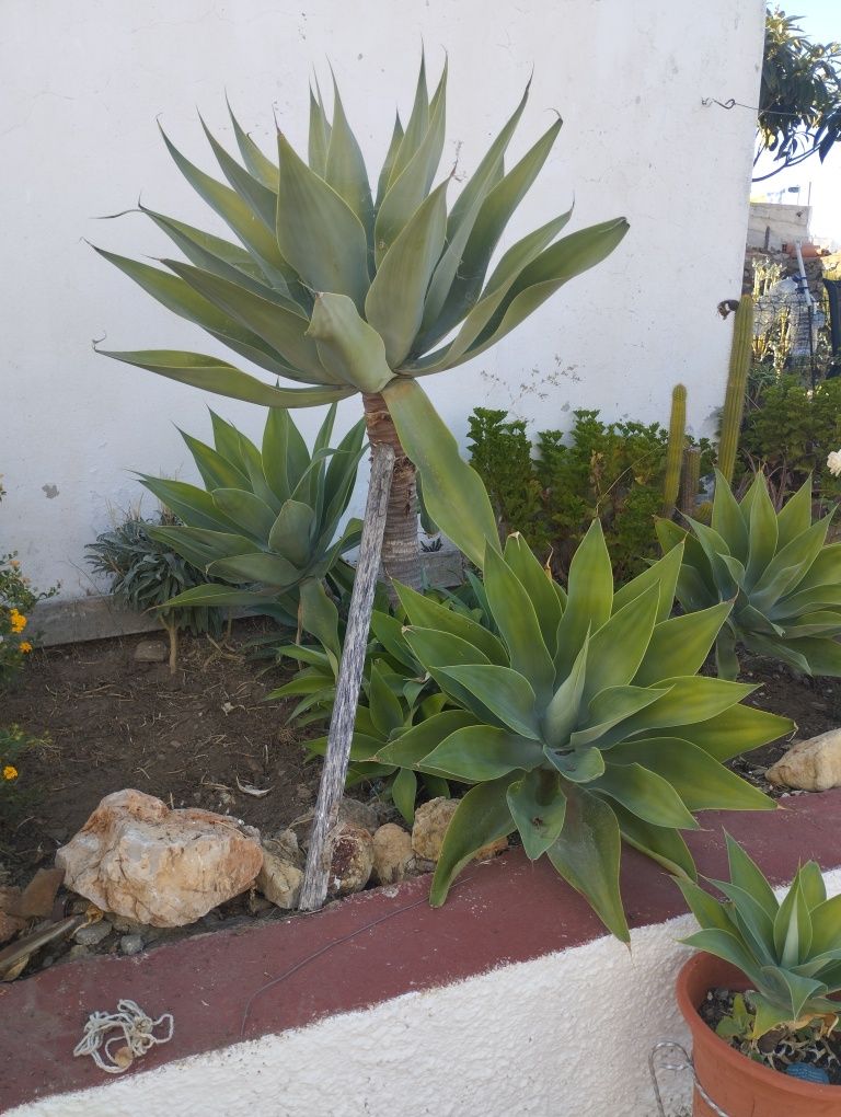 Catos agave grandes.